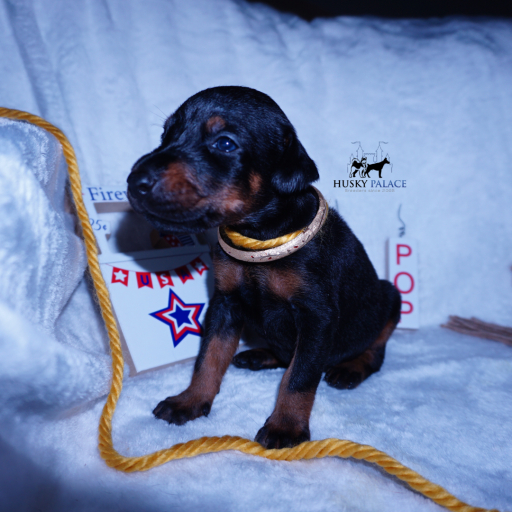 100% Euro AKC Kiyi 12
